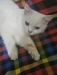 Turkish angora persian cat